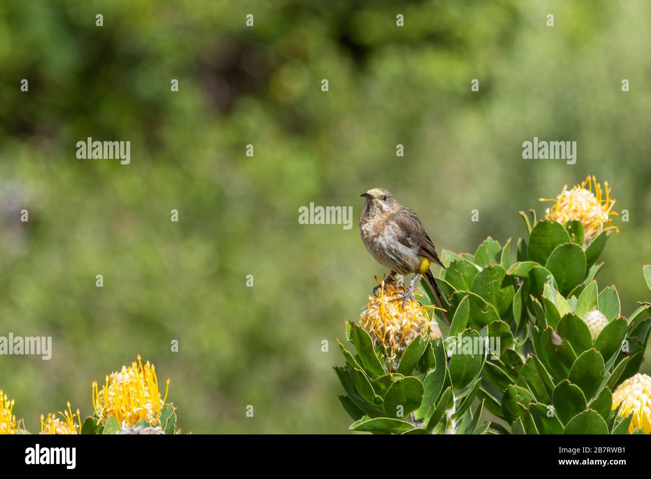 Cape Sugar Bird (Promerops cafer) on a Protea, Cape Town, Western Cape, South Africa Stock Photo