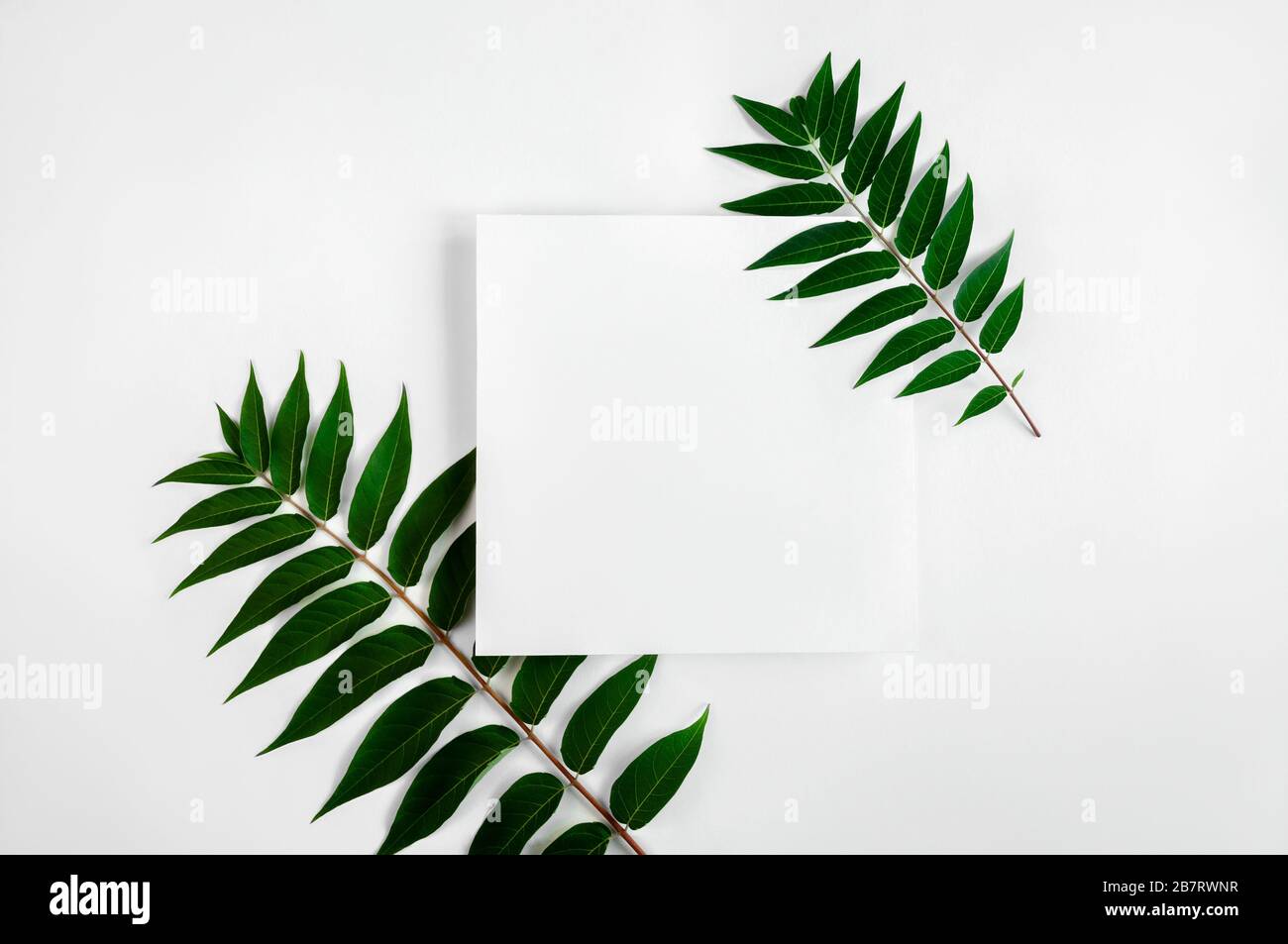 Creative Leaves Layout With Paper or Greeting Card on Light Background. Minimal Nature Concept. Flat lay. Copy Space. Stock Photo