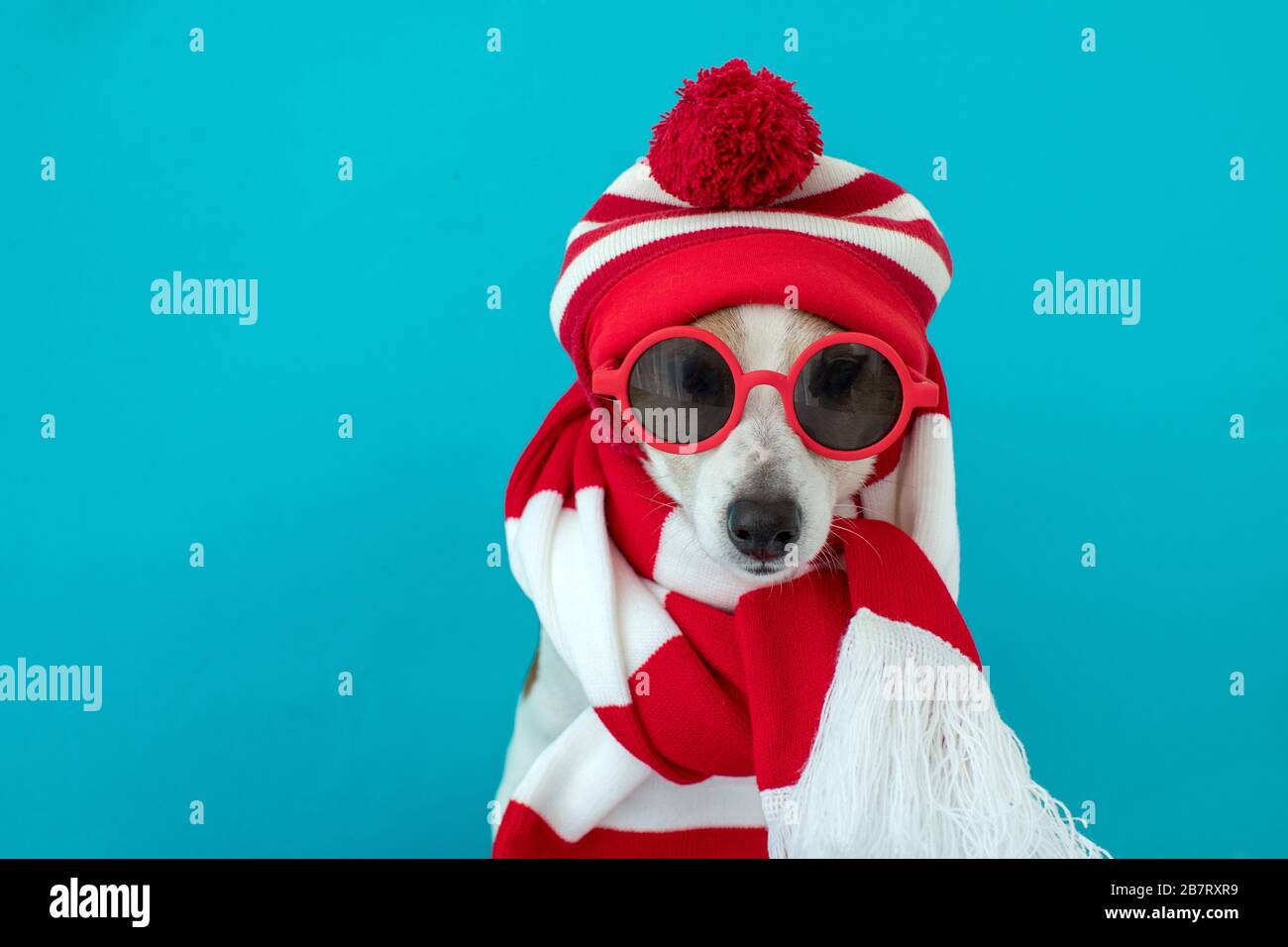 Dog in a hat and a scarf Stock Photo