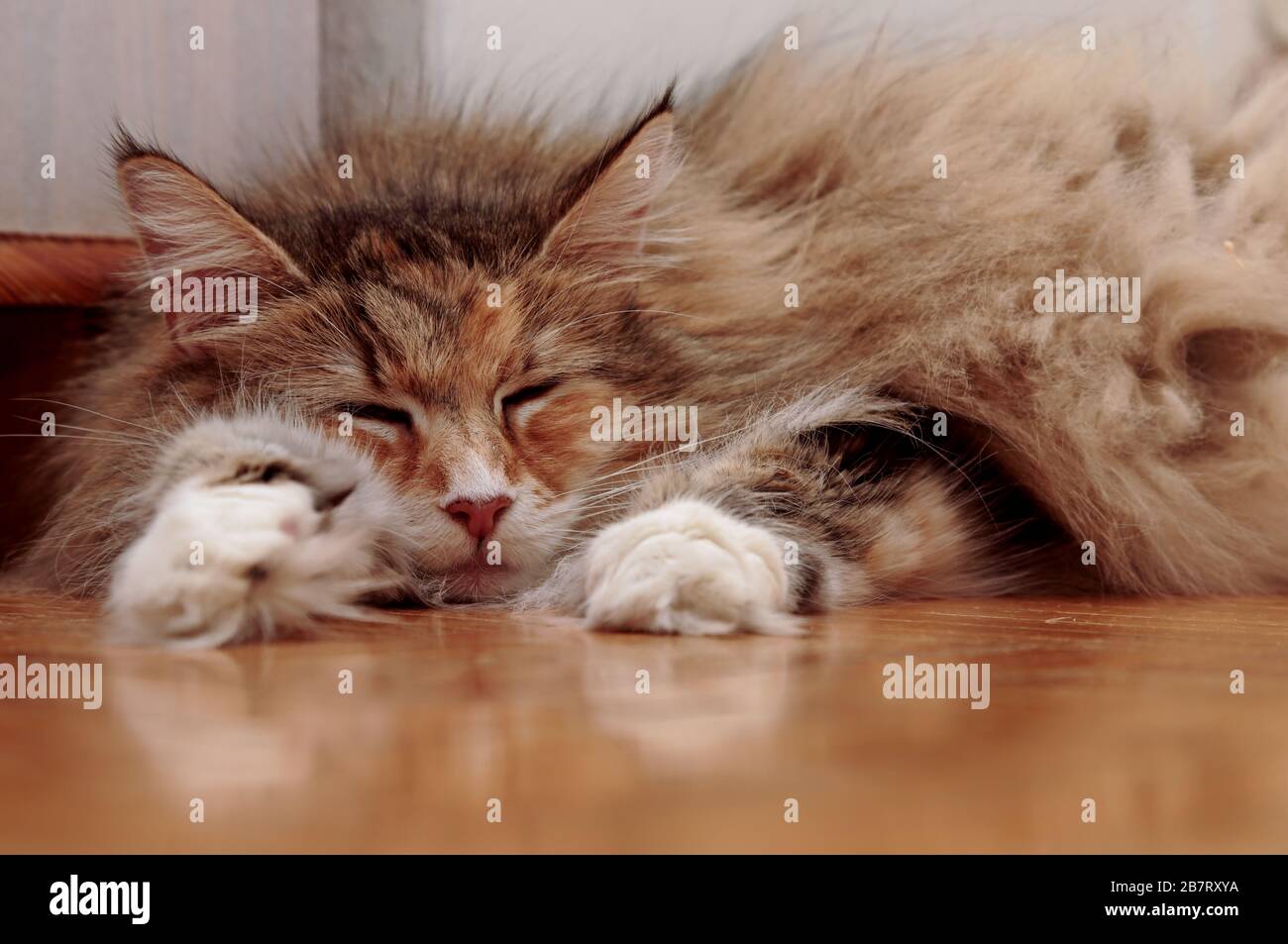 A sweet norwegian forest cat lying on a shiny floor indoors Stock Photo