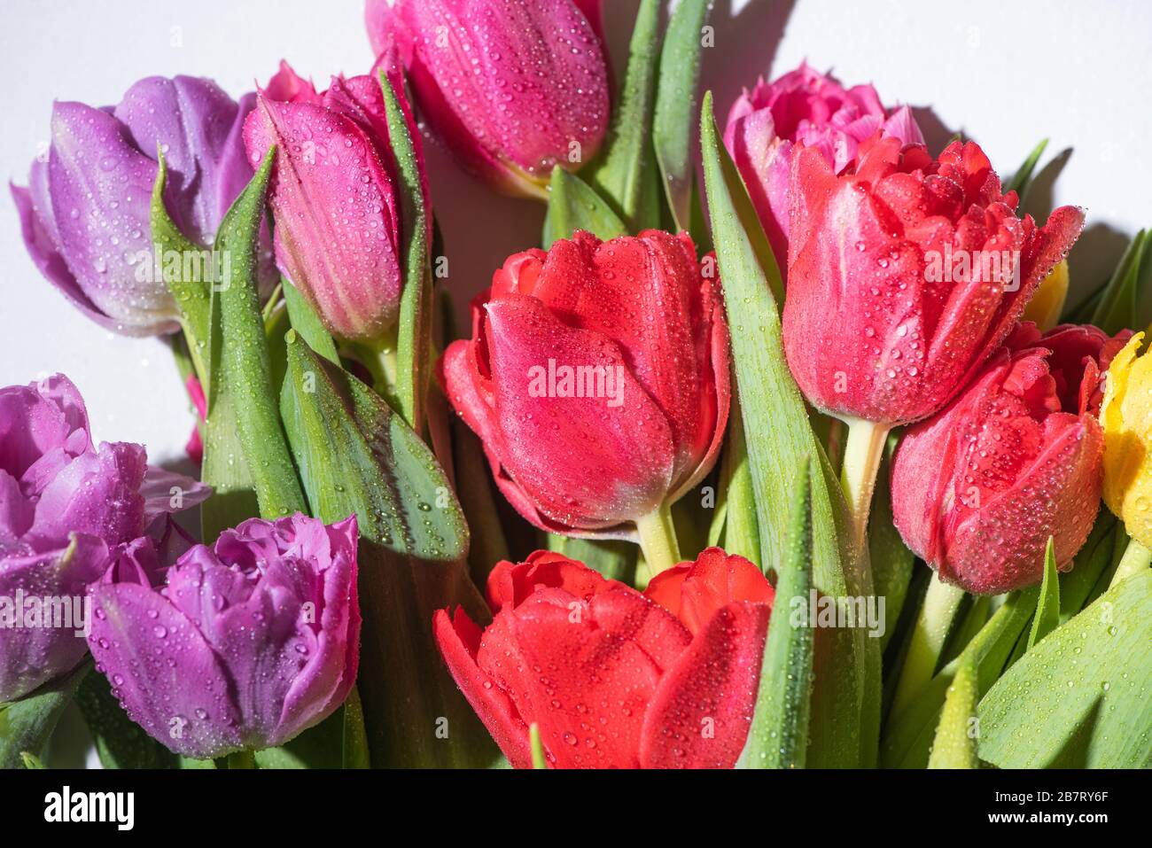bouquet of colorful spring tulips with water drops on white background ...