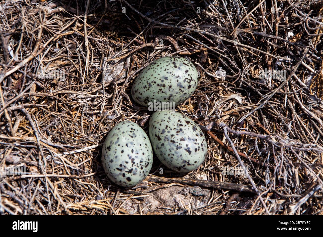 Gull Egg Nest, Croatia Stock Photo
