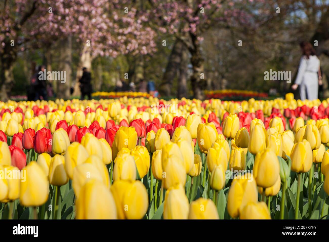 Keukenhof Tulip Garden Netherlands Stock Photo Alamy Keukenhof Tulip Garden Netherlands Stock Photo Alamy