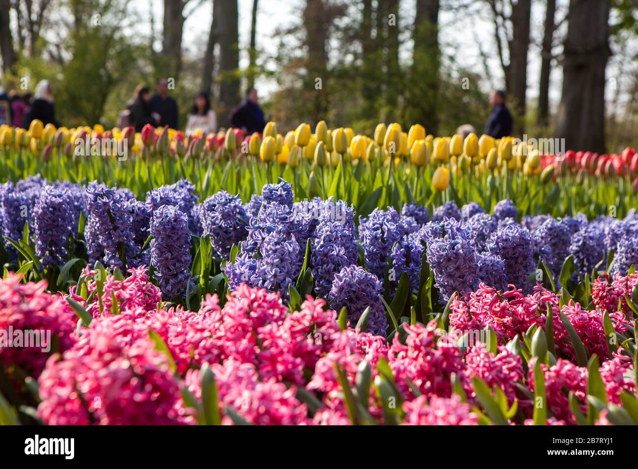 Keukenhof Tulip Garden, Netherlands Stock Photo - Alamy