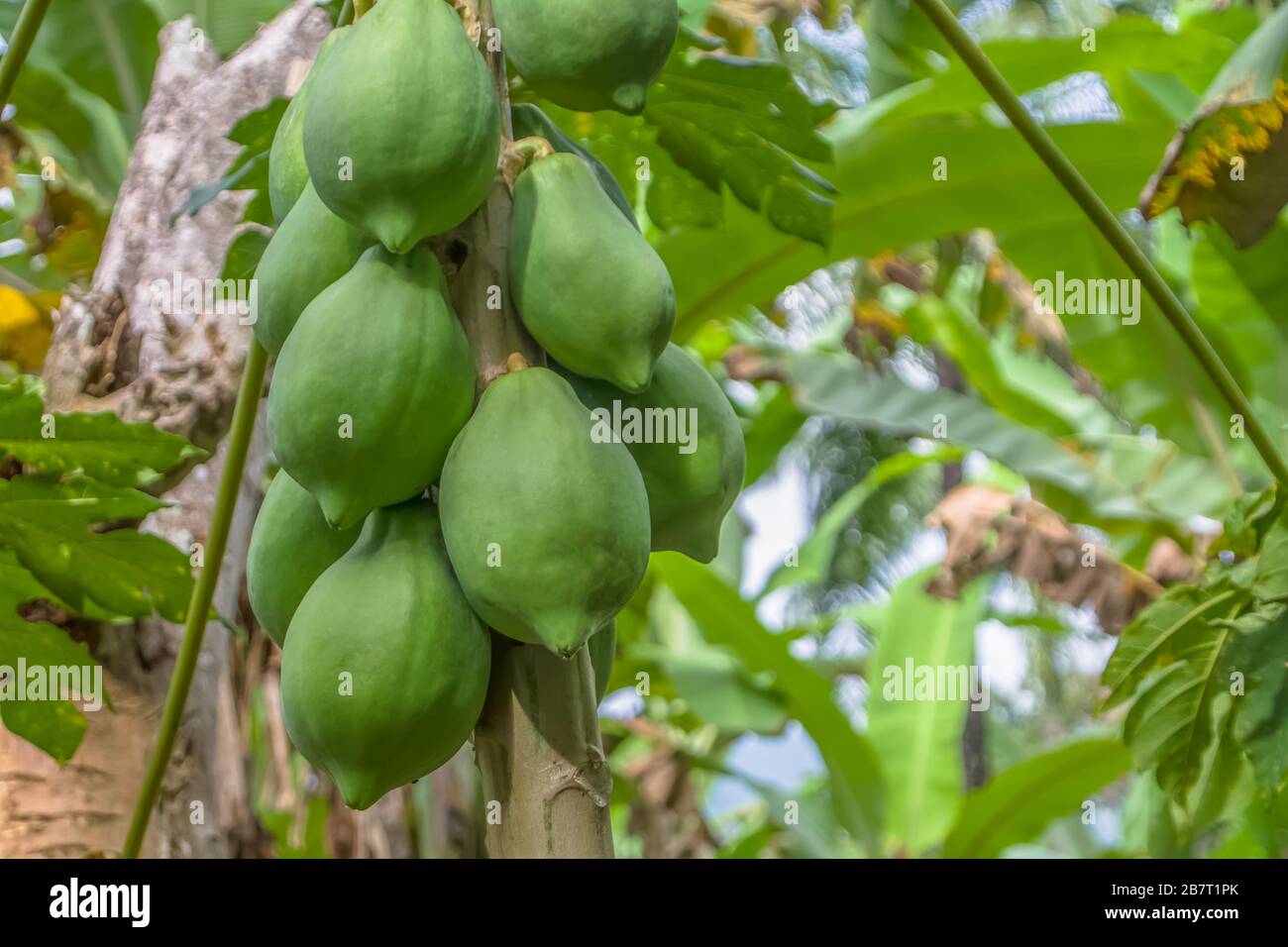 View of papaya tree with detailed growing papayas, typically tropical
