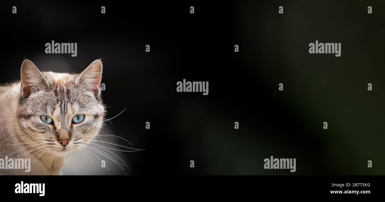 Front view of cat looking to the camera with black background Stock Photo