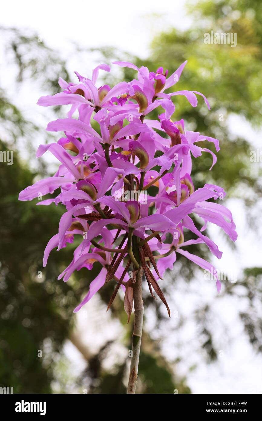 Laelia orchid (Schomburgkia superbiens), Glasshouse, RHS Garden Wisley, Woking, Surrey, England, Great Britain, United Kingdom, UK, Europe Stock Photo
