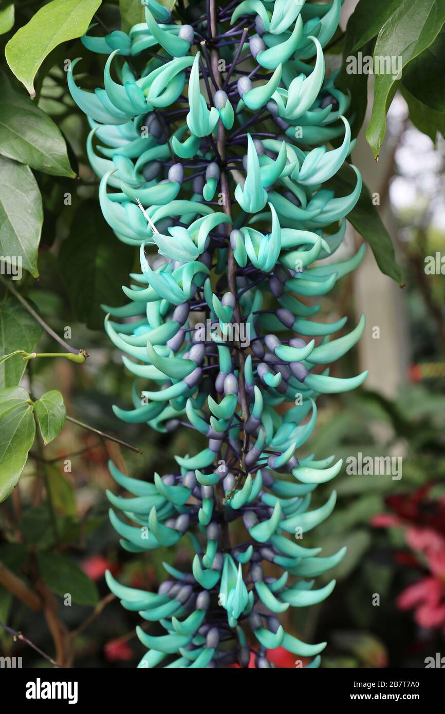 Jade Vine (Strongylodon macrobotrys), Glasshouse, RHS Garden Wisley