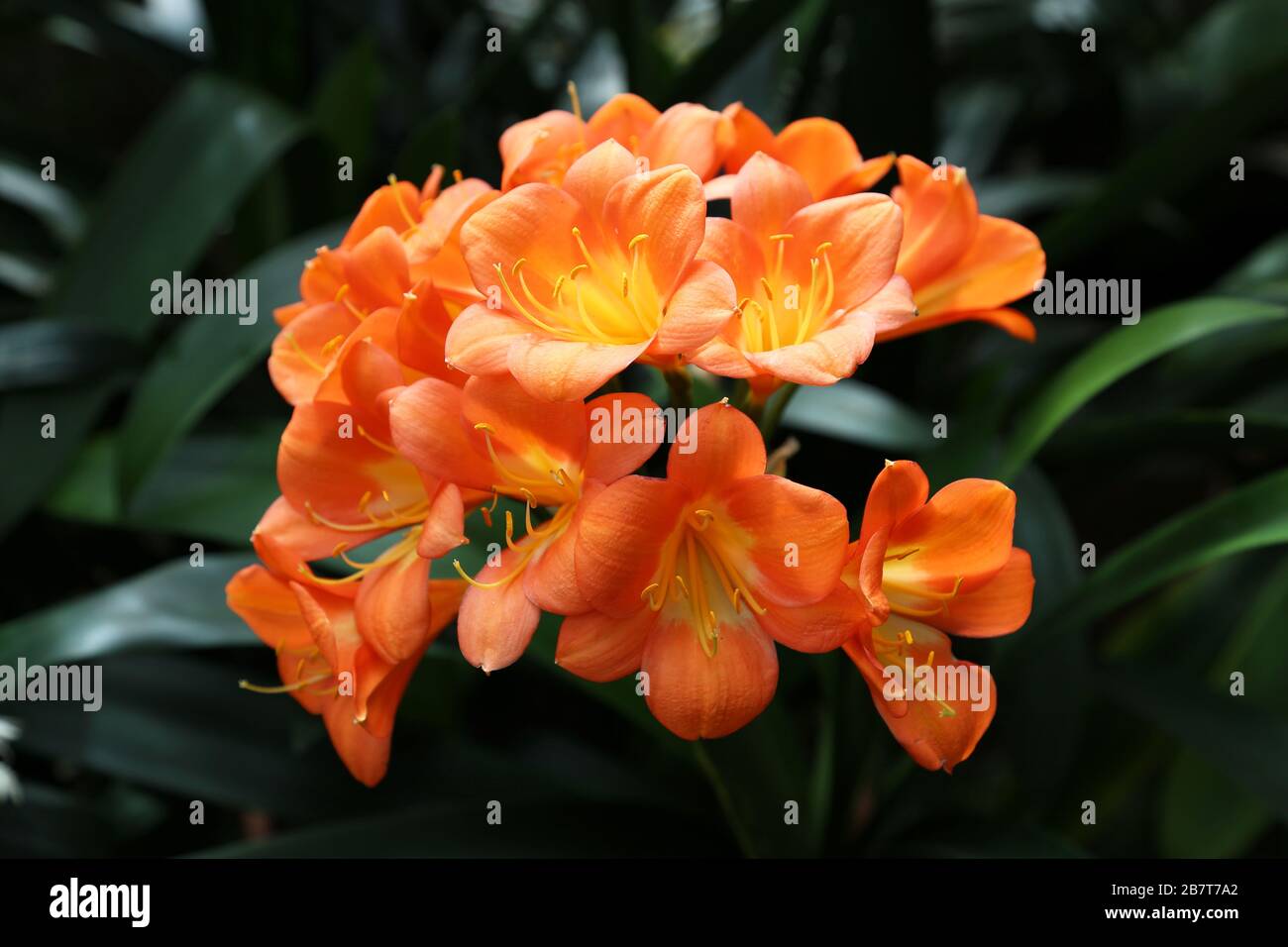 Amaryllidaceae Clivia 'Bodnant Salmon', Glasshouse, RHS Garden Wisley, Woking, Surrey, England, Great Britain, United Kingdom, UK, Europe Stock Photo