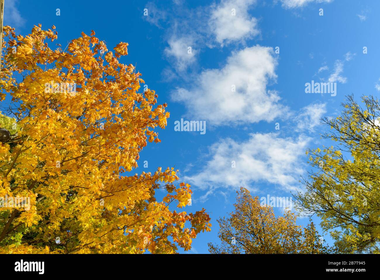 Portrait of autumn trees against view of blue sky Stock Photo