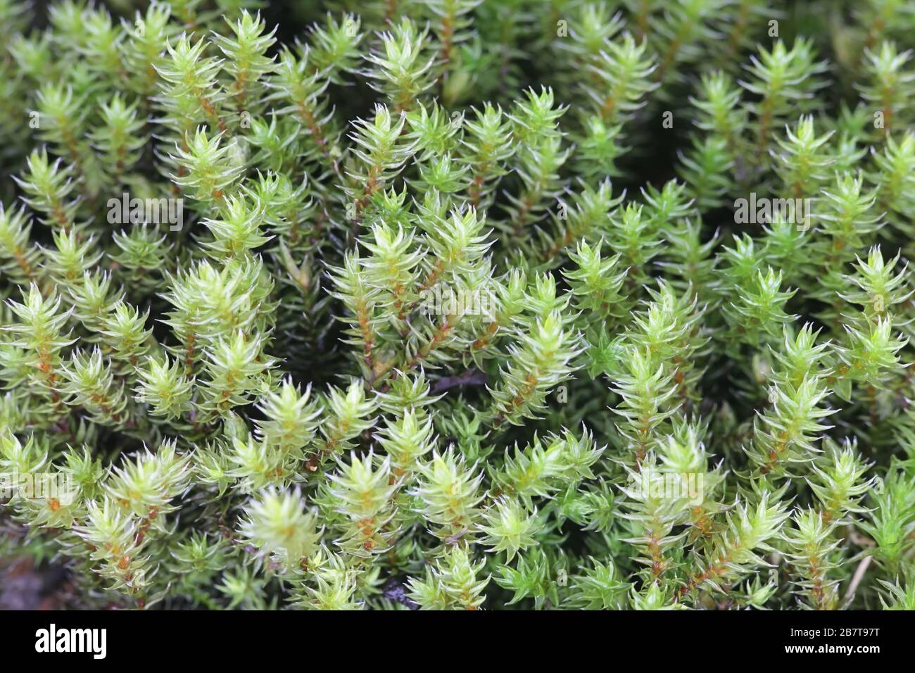 Hedwigia ciliata, known as white-tipped moss Stock Photo