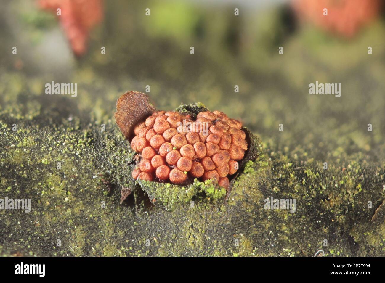 Pleonectria berolinensis, a canker fungus from Finland with no common english name, an early spring fungus growing on redcurrant, Ribes rubrum Stock Photo