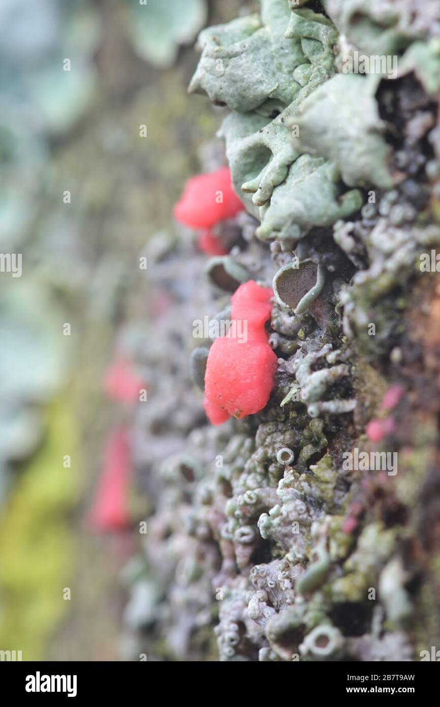 Illosporiopsis christiansenii, a red lichenicolous fungus from Finland with no common english name Stock Photo