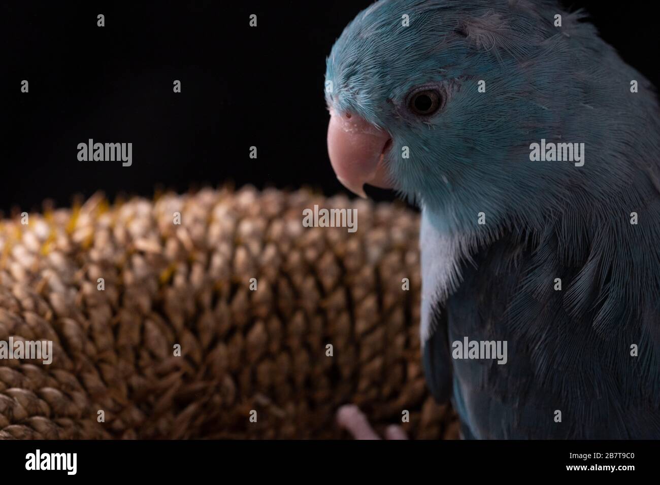 Celestial parrodomestictlet on a dried sunflower head Stock Photo