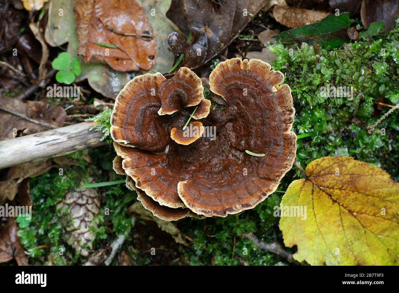 Pelloporus tomentosus, known as Velvet Rosette, a polypory fungus from Finland Stock Photo