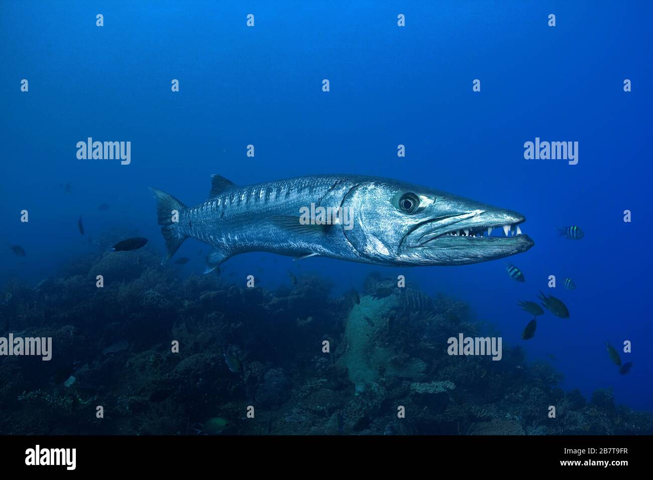 Great Barracuda (Sphyraena barracuda), loner, Bali, Indonesia Stock Photo