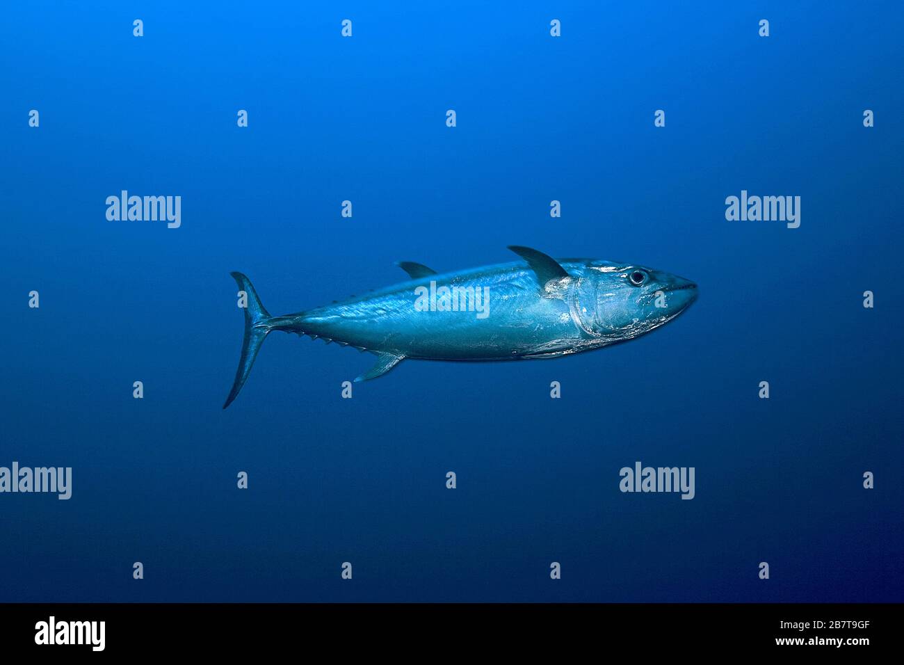 Dogtooth tuna (Gymnosarda unicolor), Lhaviyani Atoll, Maldive islands Stock Photo