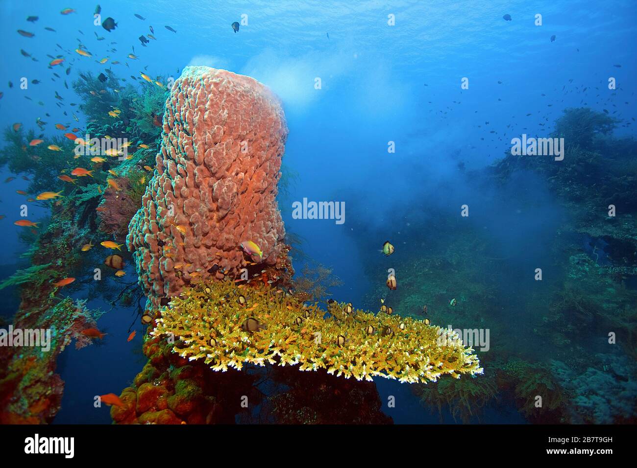 Barrel Sponge (Xestospongia testudinaria), spawning, Bali Stock Photo