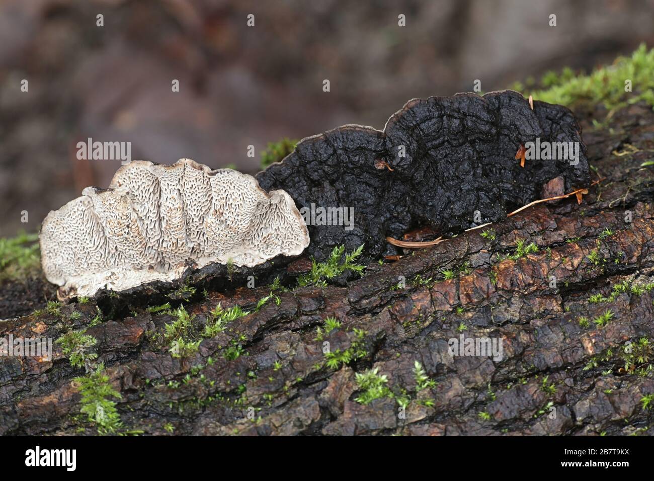 Datronia mollis, known as Common Mazegill, bracket fungus from Finland Stock Photo