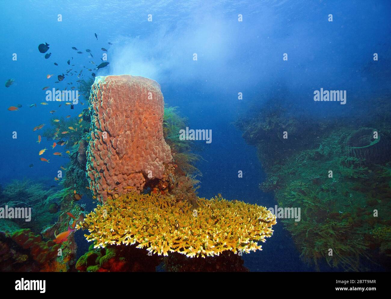 Barrel Sponge (Xestospongia testudinaria), spawning, Bali Stock Photo