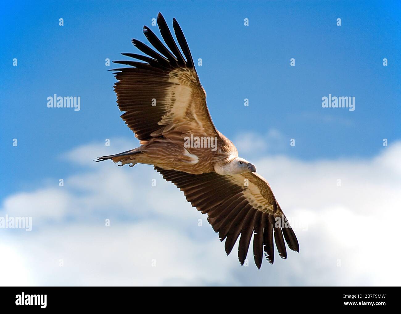 Eurasian griffon (Gyps fulvus), in flight, Carinthia, Austria Stock Photo