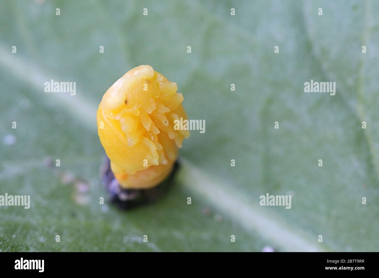 Coccinella septempunctata, the seven-spot ladybird (or, in North America, seven-spotted ladybug, shedding larval skin Stock Photo