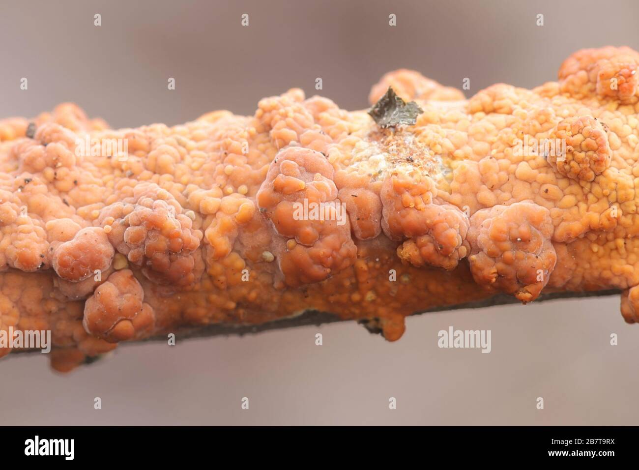 Peniophora incarnata, known as the rosy crust, wild fungus from Finland Stock Photo