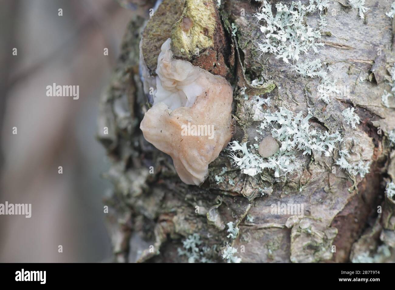 Exidia thuretiana (Tremella thuretiana), known as the white brain, wild fungus from Finland Stock Photo