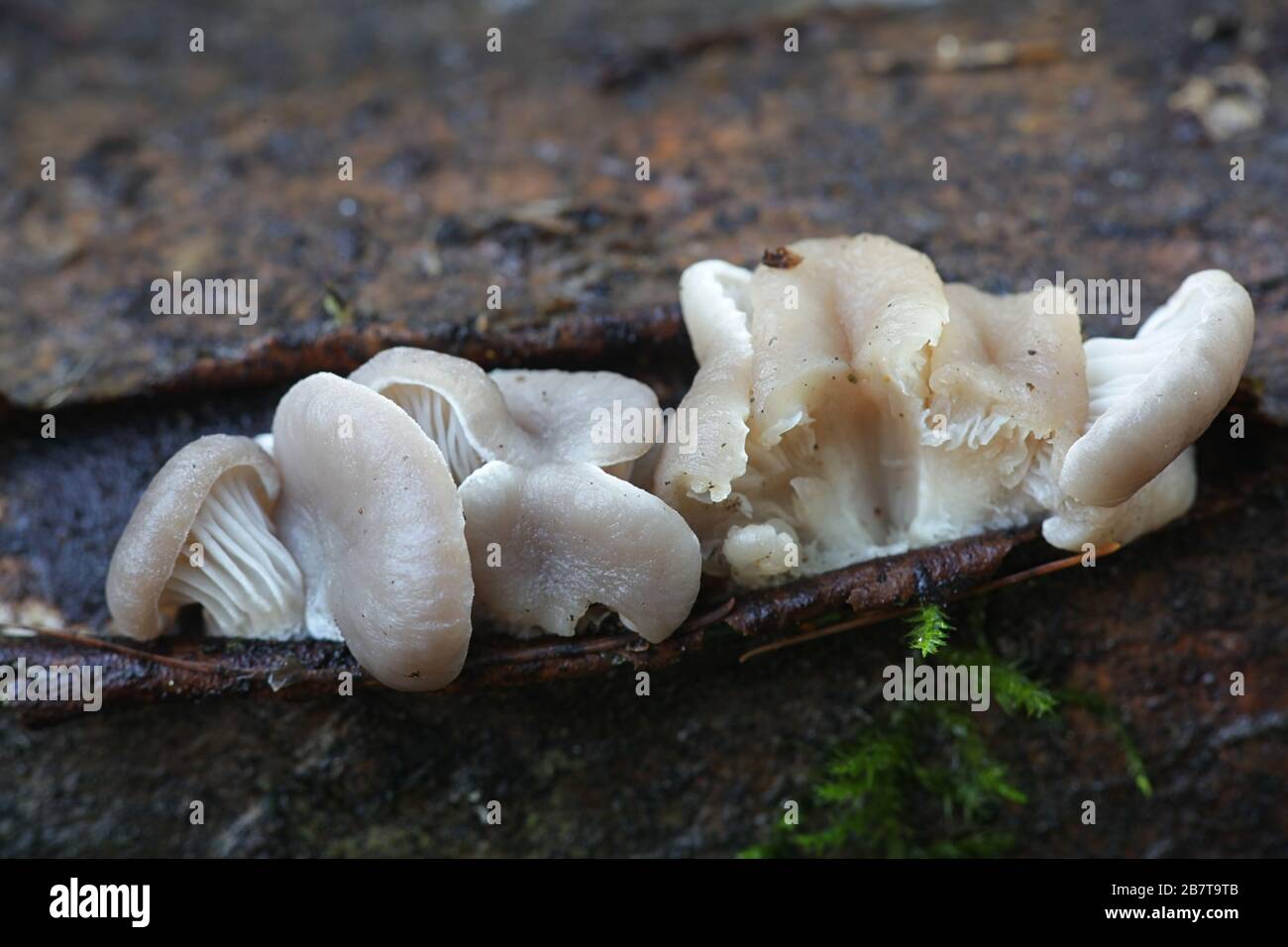 Pleurotus ostreatus, known as the pearl oyster mushroom or winter