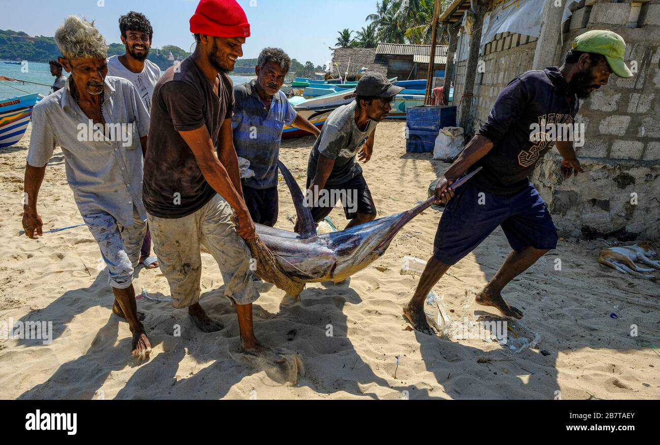 Trincomalee, Sri Lanka - February 2020: Fishermen carrying a swordfish on Trincomalee beach on February 16, 2020 in Trincomalee, Sri Lanka. Stock Photo