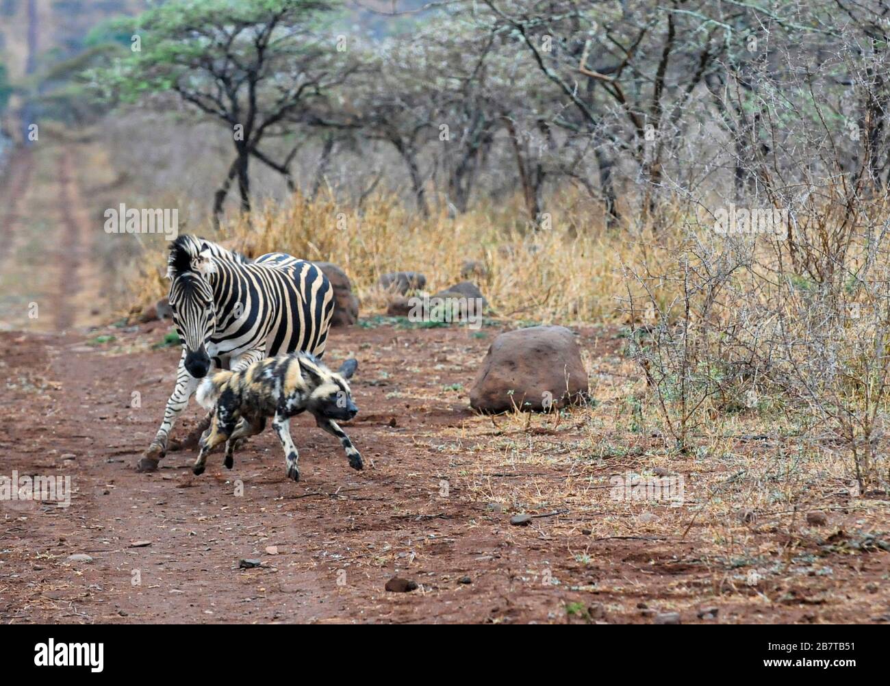 African wild dog chased by Zebra Stock Photo Alamy