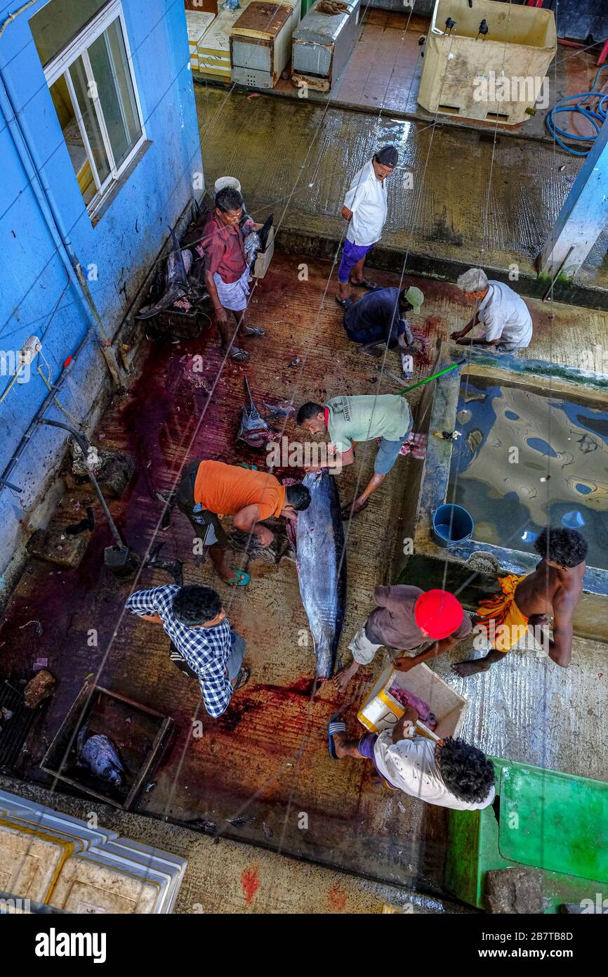 Trincomalee, Sri Lanka - February 2020: Men cutting a swordfish at the Trincomalee market on February 16, 2020 in Trincomalee, Sri Lanka. Stock Photo