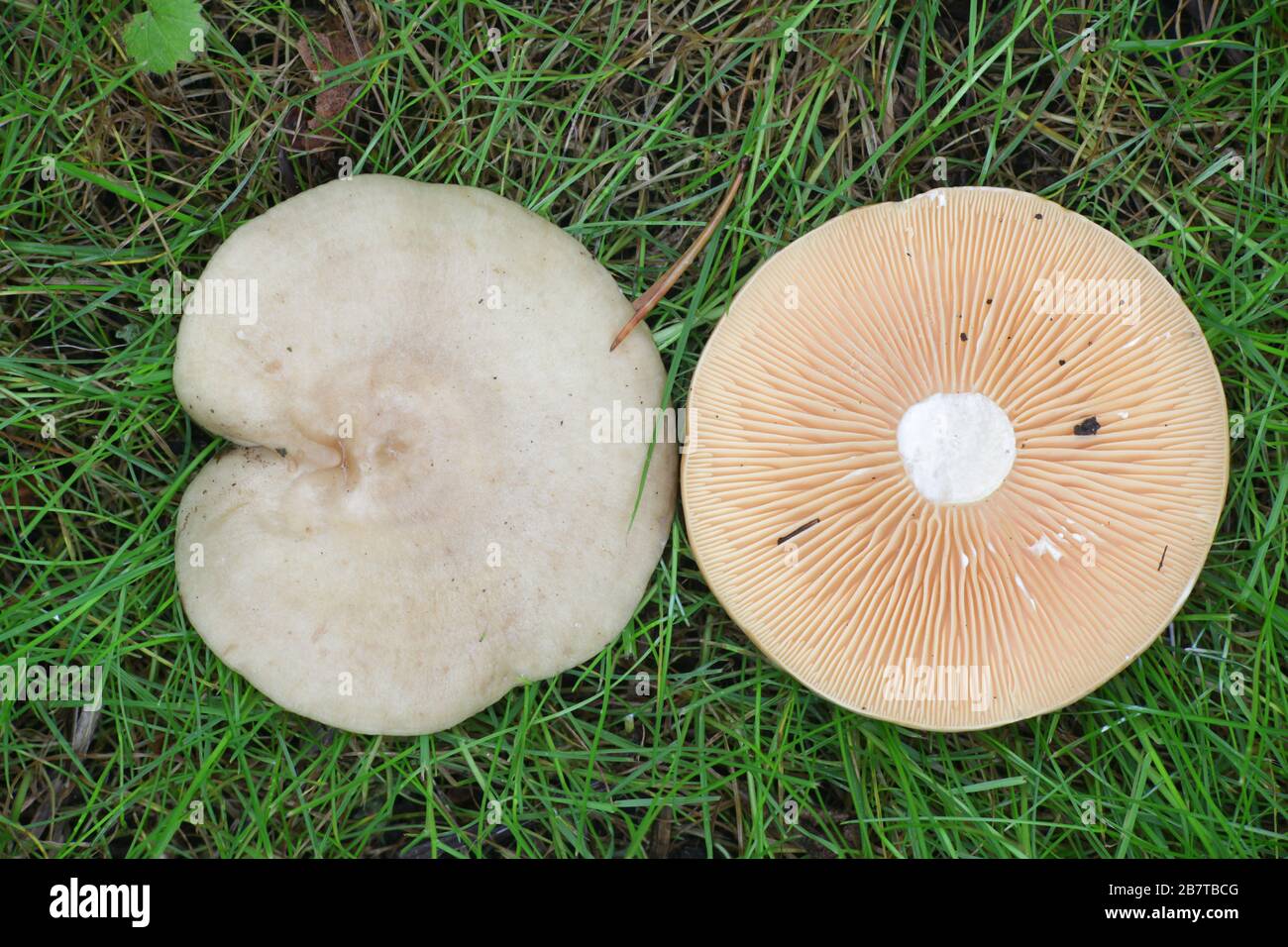 Lactarius pyrogalus, known as fire-milk lactarius or fiery milkcap, wild mushroom from Finland Stock Photo