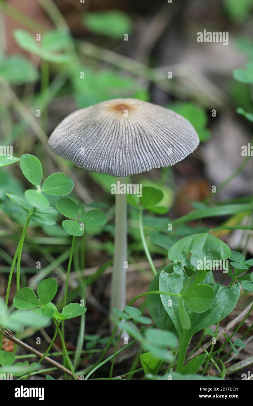 Parasola sp, inkcap mushroom from Finland Stock Photo - Alamy