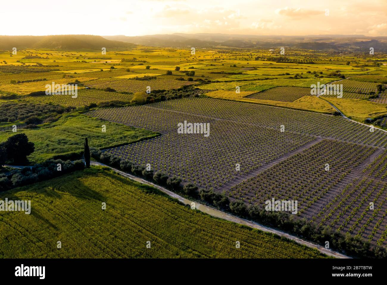 Cyprus vineyards in spring on sunset, drone view Stock Photo