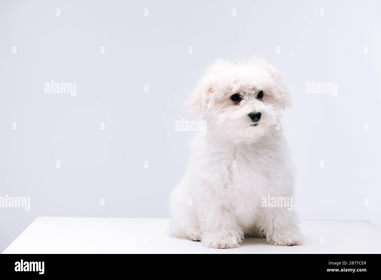 Fluffy bichon havanese dog sitting on white surface isolated on grey Stock  Photo - Alamy