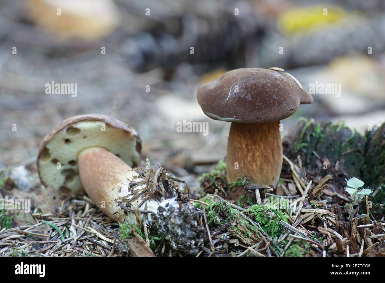 Xerocomus subtomentosus, commonly known as suede bolete, brown and yellow bolet, boring brown bolete or yellow-cracked bolete, wild mushroom from Finl Stock Photo