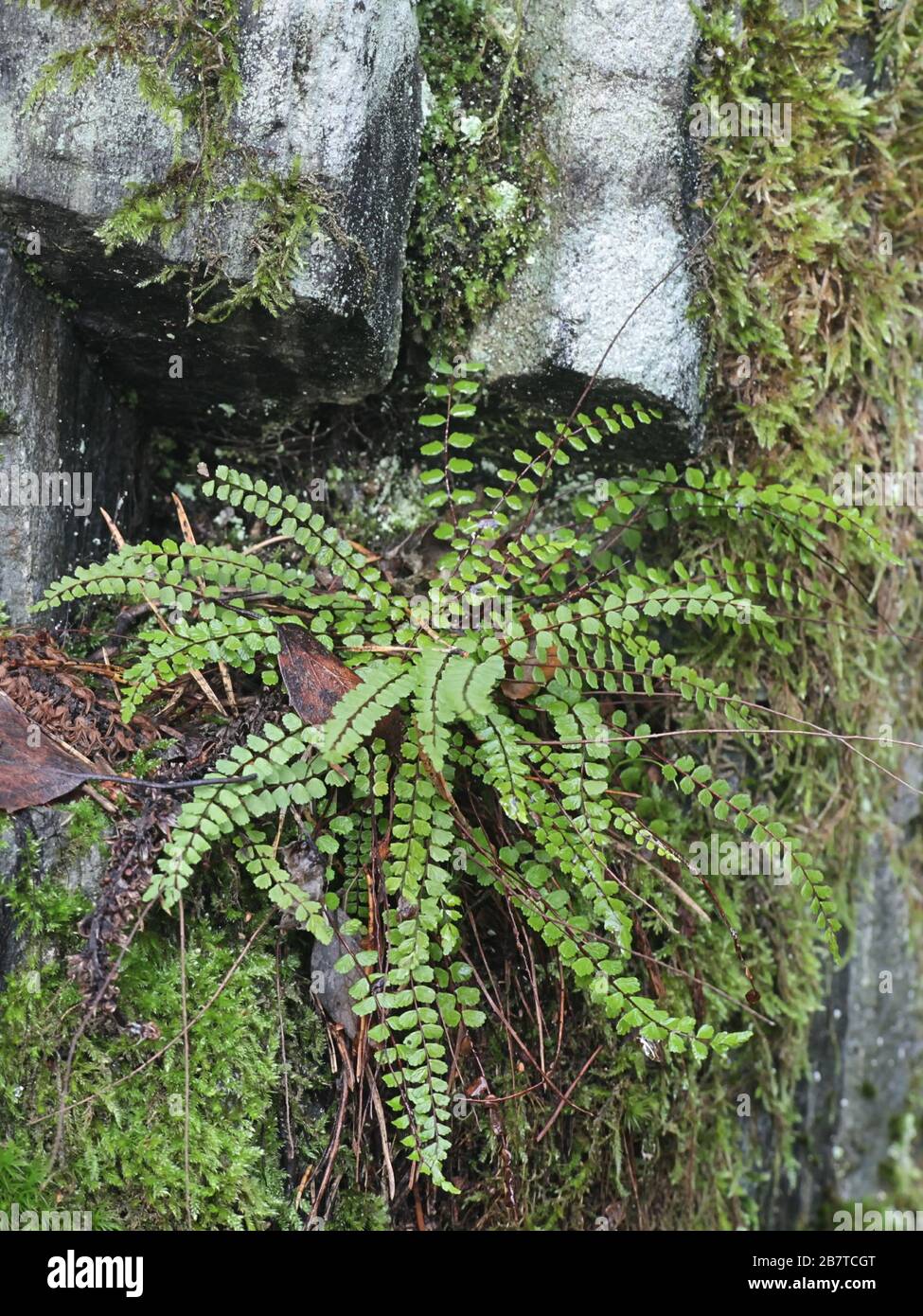 Asplenium trichomanes, commonly known as maidenhair spleenwort Stock Photo
