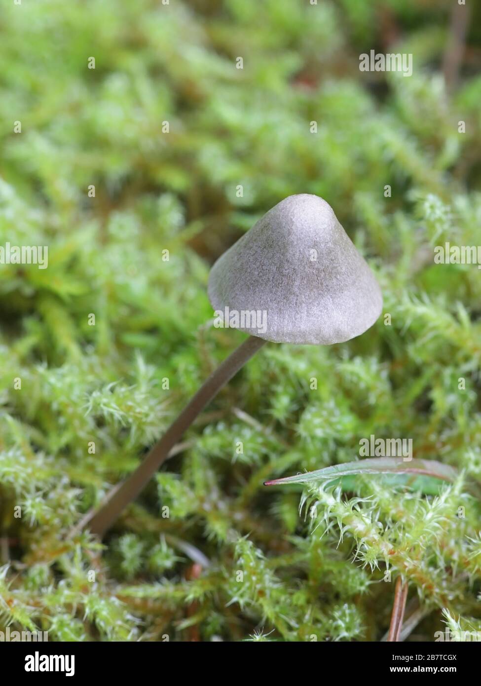 Panaeolus alcis, a motllegill mushroom from Finland with no common english name Stock Photo