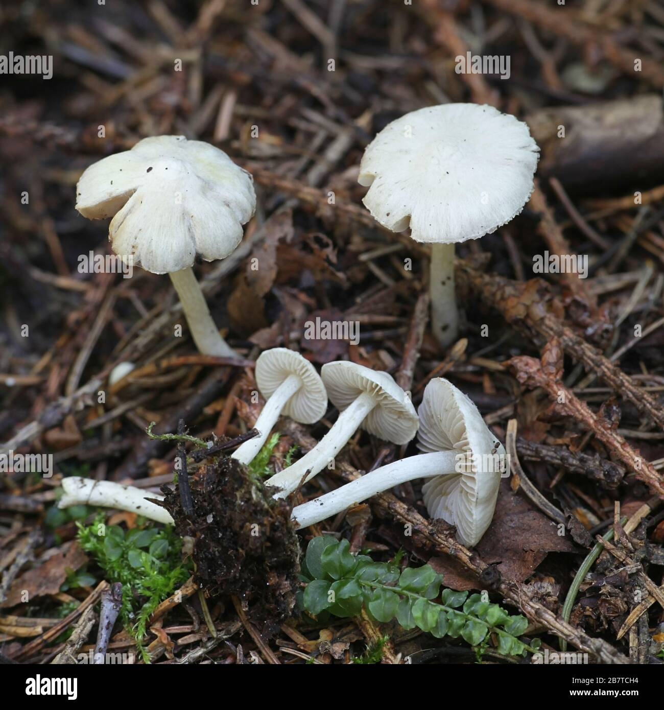 Inocybe geophylla, a white fibrecap mushroom from Finland Stock Photo