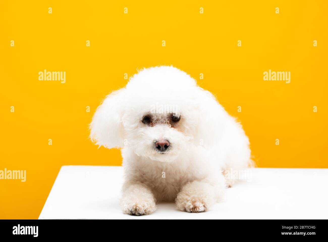 Cute Bichon Havanese Dog Looking At Camera On White Surface Isolated On Yellow Stock Photo Alamy