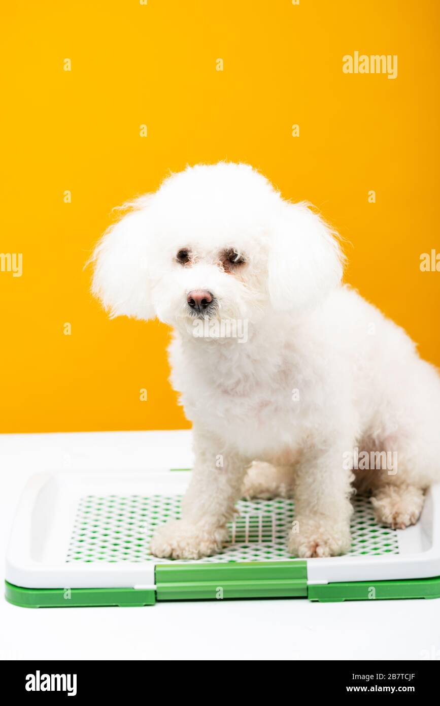 Dog sitting toilet hi-res stock photography and images - Alamy