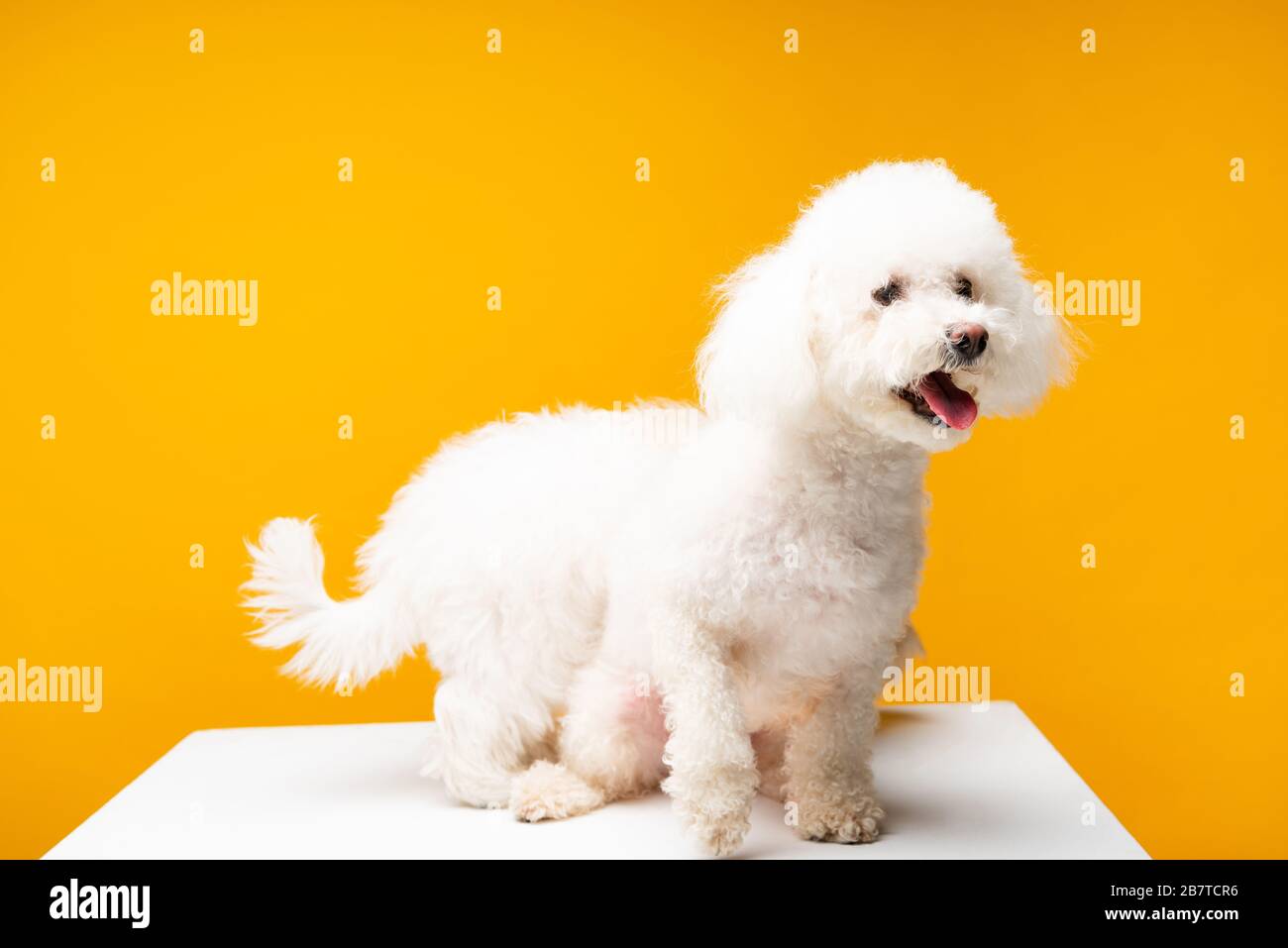royal canin havanese