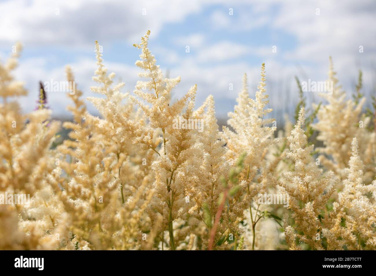 Branch of white blooming Astilbe Chinensis with blue sky background. White flowers of Astilbe japonica. Stock Photo