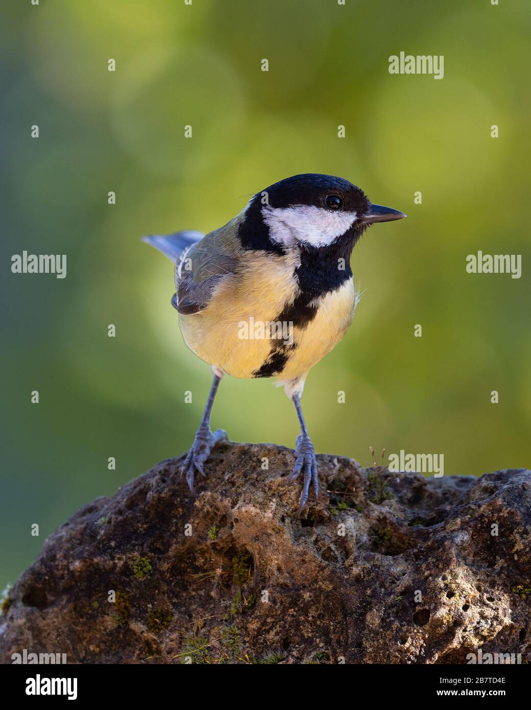 Great tit on a rock in the forest Stock Photo
