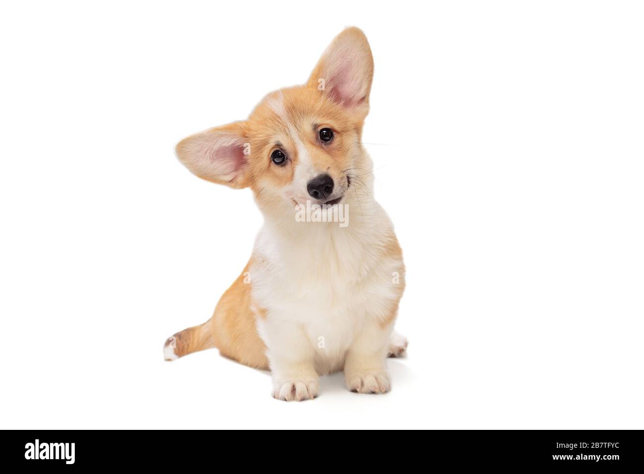 Cute Pembroke Corgi Puppy isolated on white background Stock Photo - Alamy