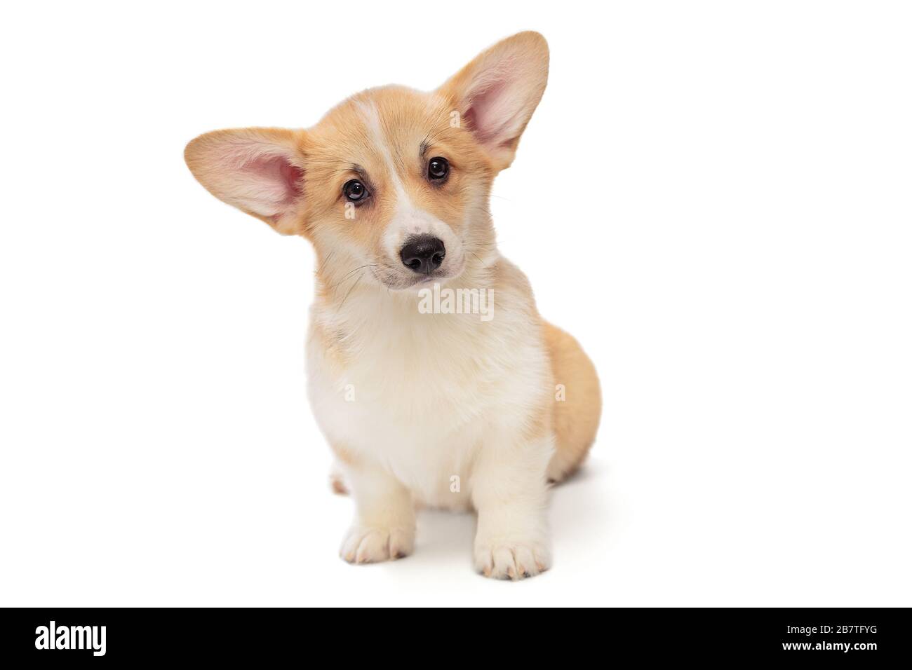 Cute Pembroke Corgi Puppy isolated on white background Stock Photo - Alamy