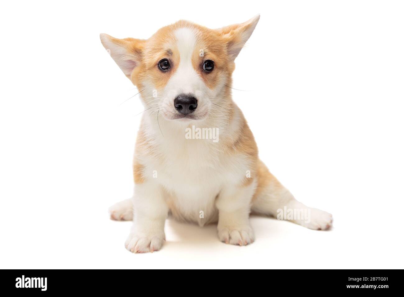 Cute Pembroke Corgi Puppy isolated on white background Stock Photo - Alamy
