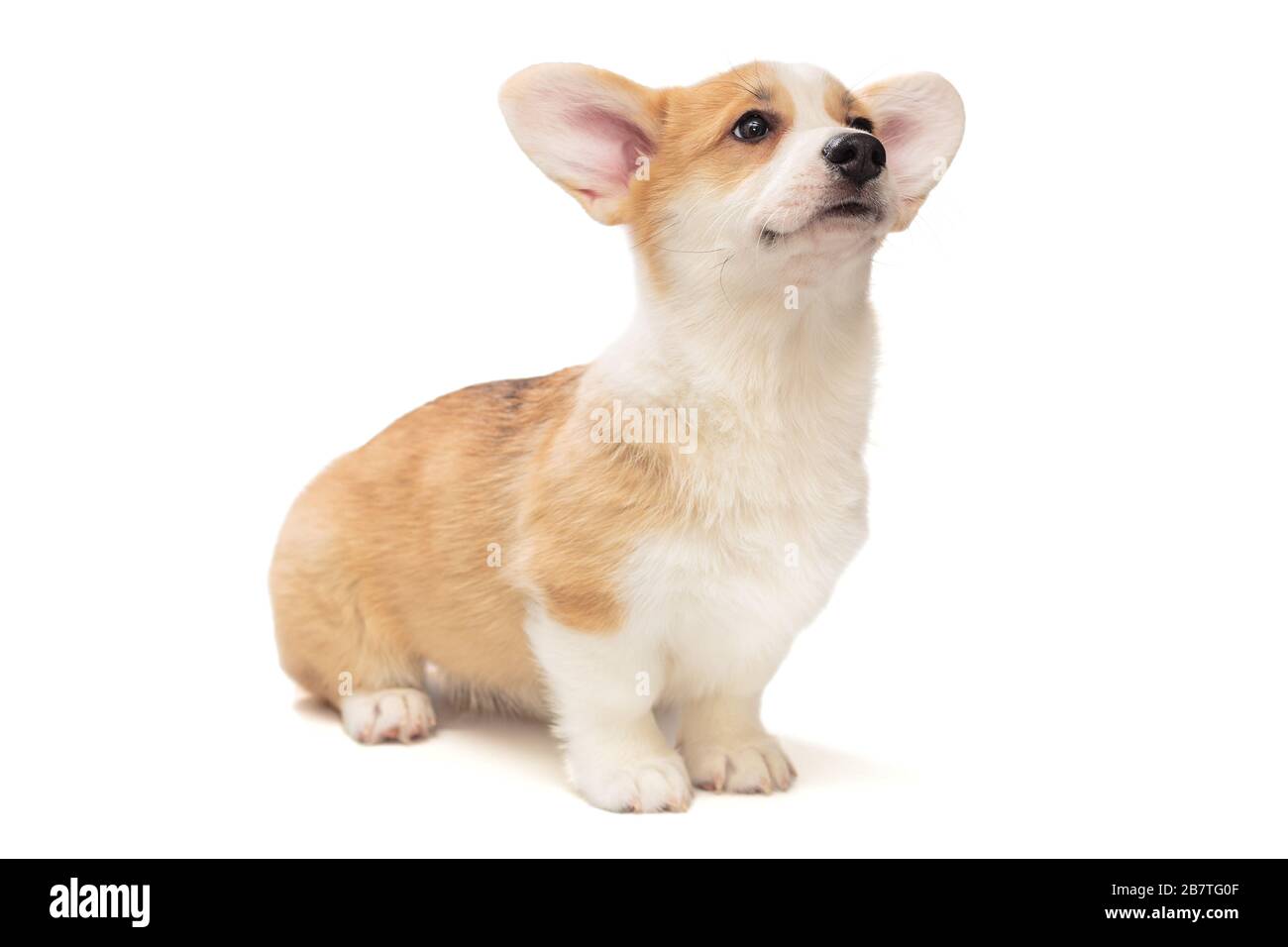 Cute Pembroke Corgi Puppy isolated on white background Stock Photo - Alamy