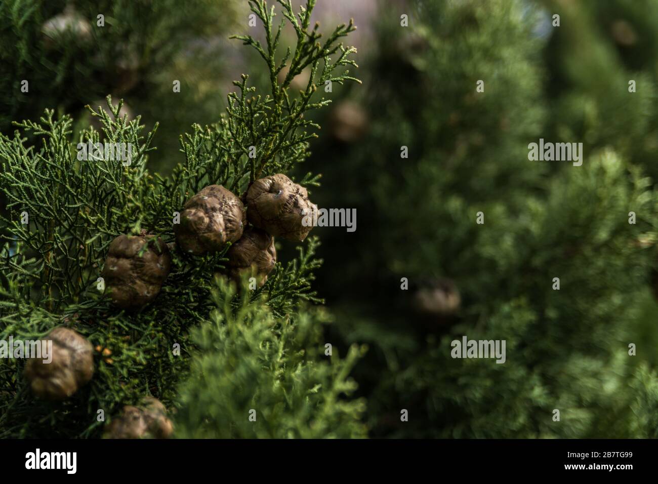 Cypress cones hi-res stock photography and images - Alamy